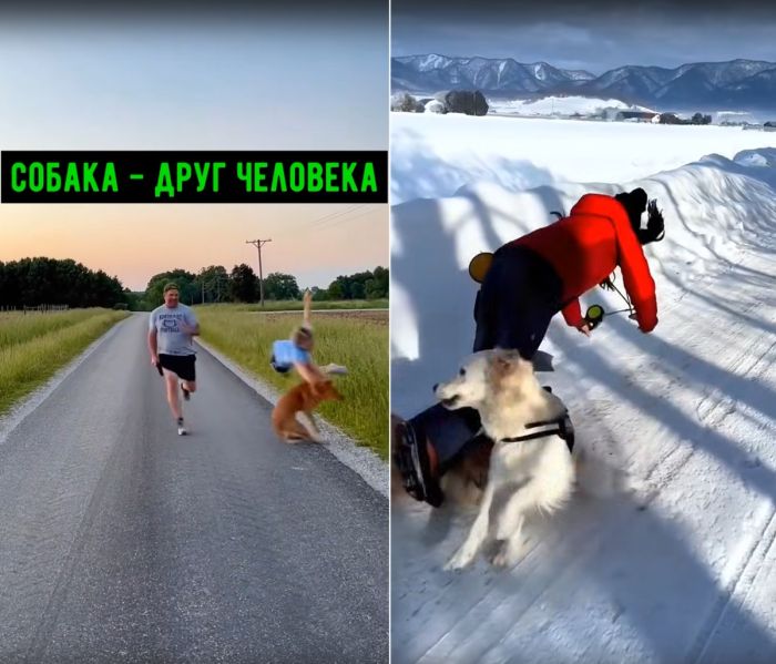 Немного смешных видео с собаками