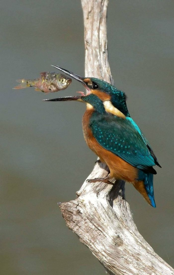 Сборник самых смешных приколов в маленькую пятницу! native-yes