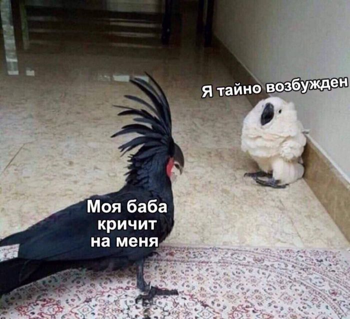 Утро начинается с улыбки: подборка самых смешных мемов и комментариев из сети! самое, которые, юмора, чтобы, Тогда, хорошим, подборку, точно, лучшее, вамНачать, забот, настроениемОтвлечься, радостью, наполнен, будет, Пусть, улыбки, позитива, поможет, который