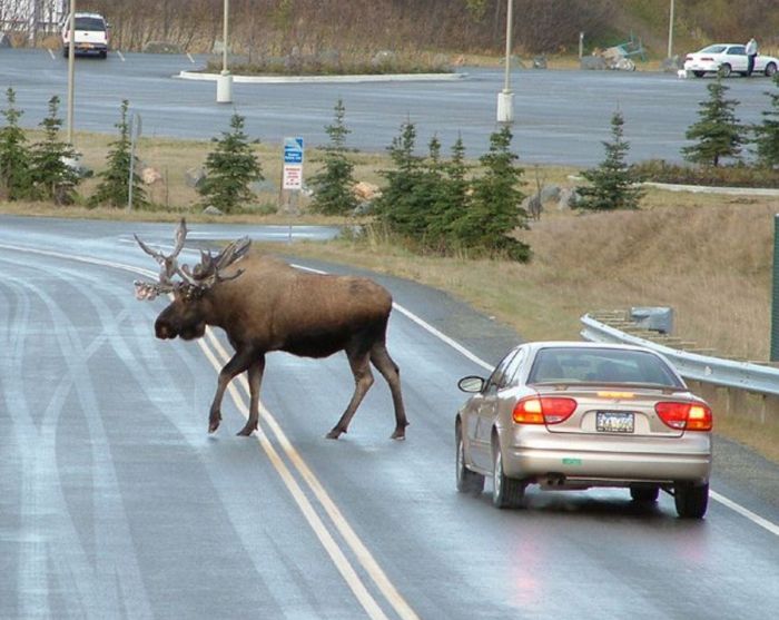 Сборник самых смешных приколов в маленькую пятницу! native-yes