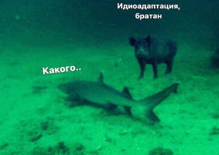 картинка 40d243c7de malenkaja pjatnica uzhe zdes a s nej i nash novyj sbornik prikolov 6