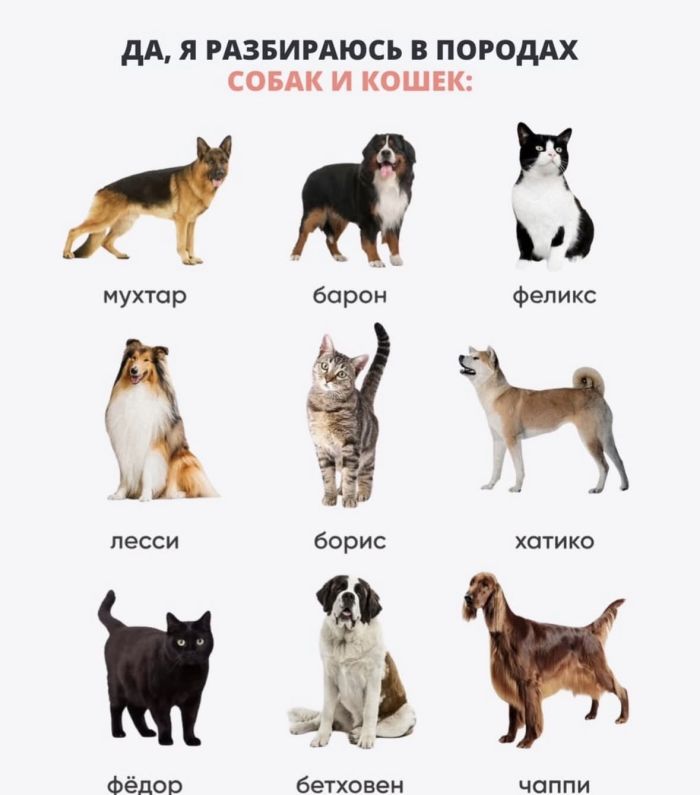 картинка 6103b013c9 smeh prodlevaet zhizn a memy delajut ee jarche 12