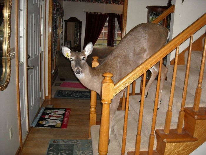 картинка 95c4064543 malenkaja pjatnica uzhe zdes a s nej i nash novyj sbornik prikolov 10