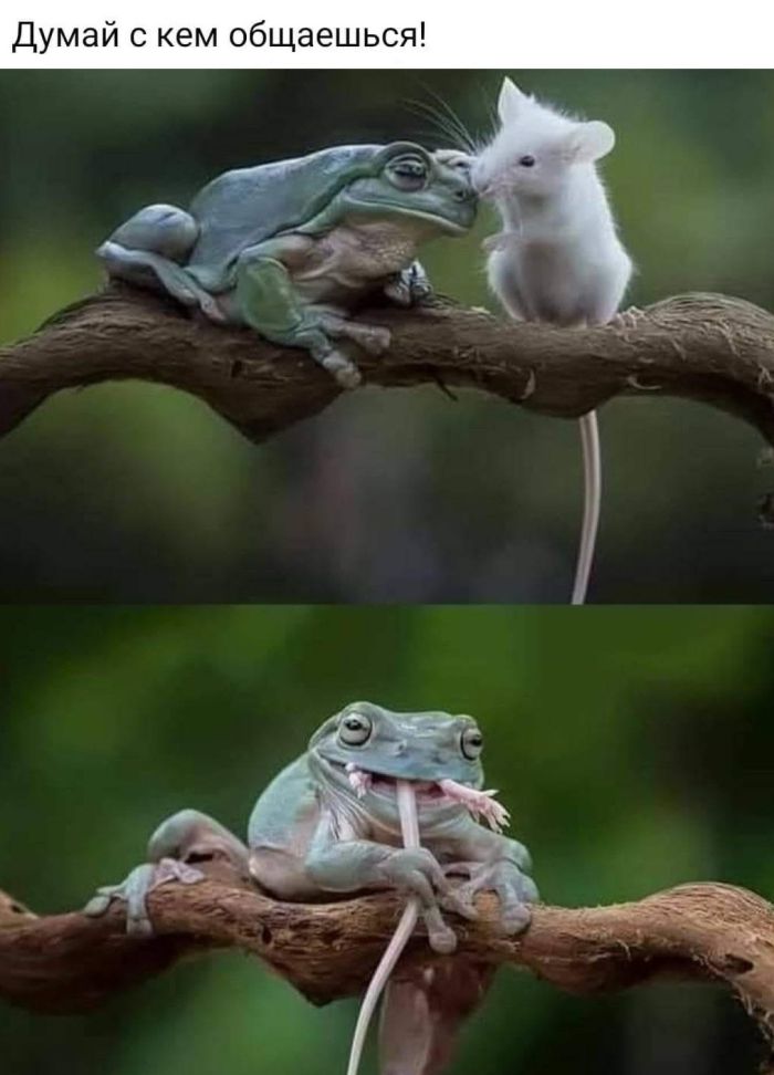 картинка b86f015a87 lovite volnu pozitiva luchshie shutki v memah dlja vashego nastroenija 4