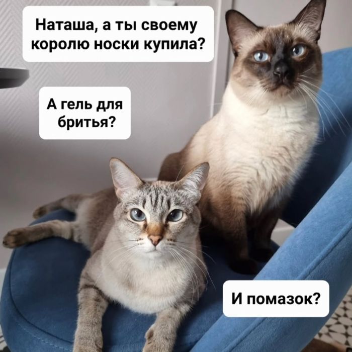 картинка ba52b92158 lovite volnu pozitiva luchshie shutki v memah dlja vashego nastroenija 10