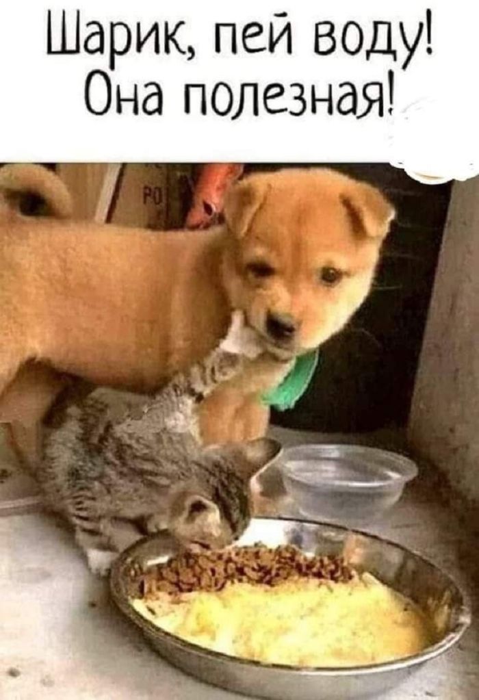 картинка d11c23ad42 pjatnica vremja dlja smeha lovite novuju porciju prikolov 7