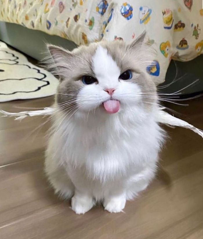 картинка d42828fe06 pjatnica vremja dlja smeha lovite novuju porciju prikolov 6