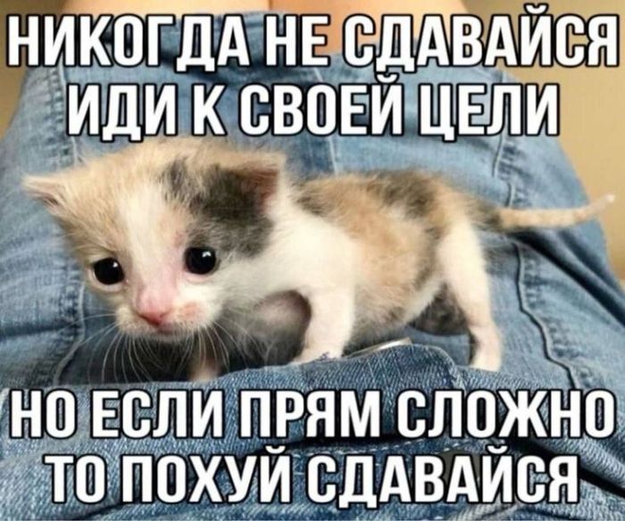 картинка ee004e25b6 1771562480