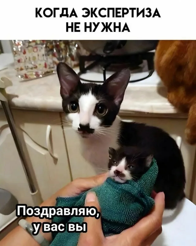 картинка 072d1d1e1e 1774278987