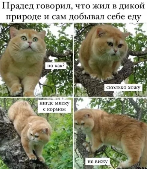 картинка 0e35c2f24d 20848429