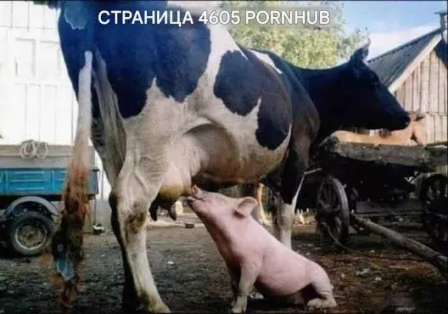 картинка 1003c813fe 20777447