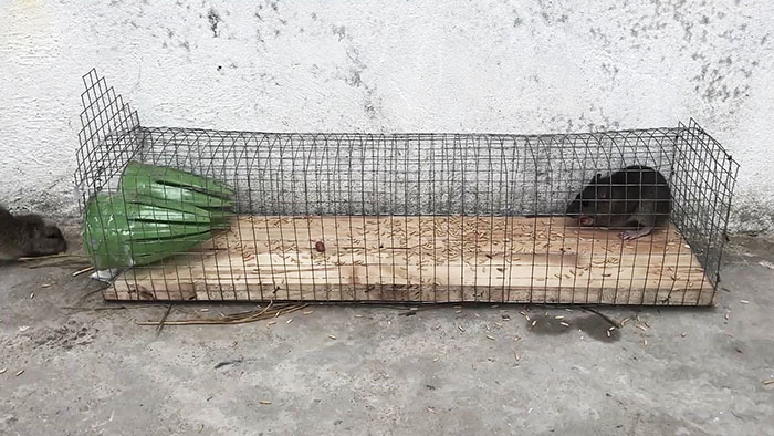 картинка 1323f1a2a1 prostaja lovushka dlja melkih gryzunov 7