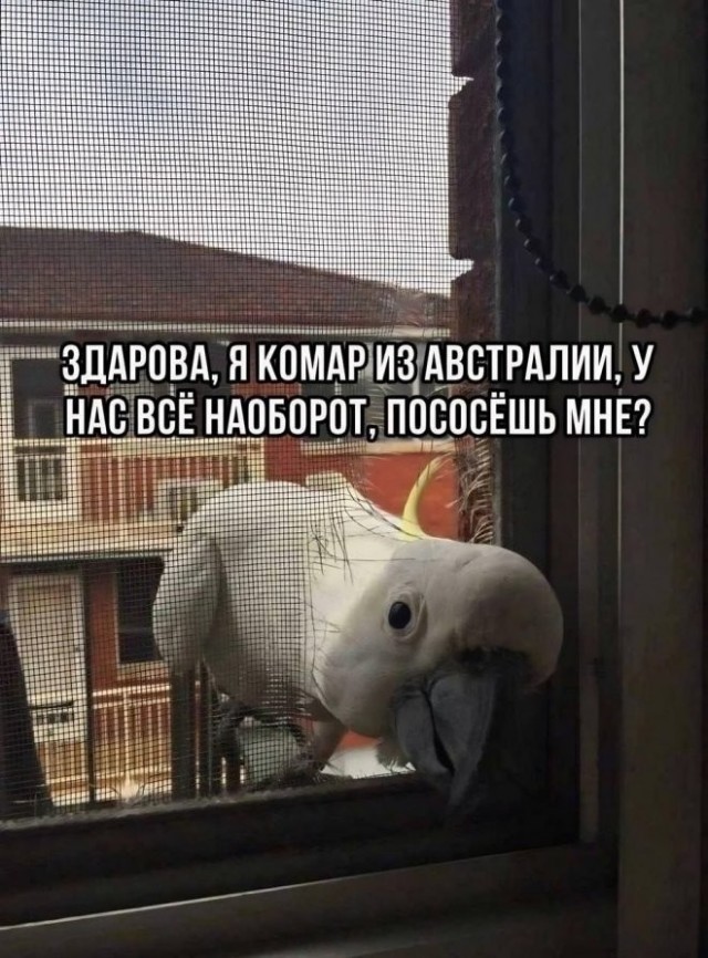 картинка 1725b61c0b 20833046