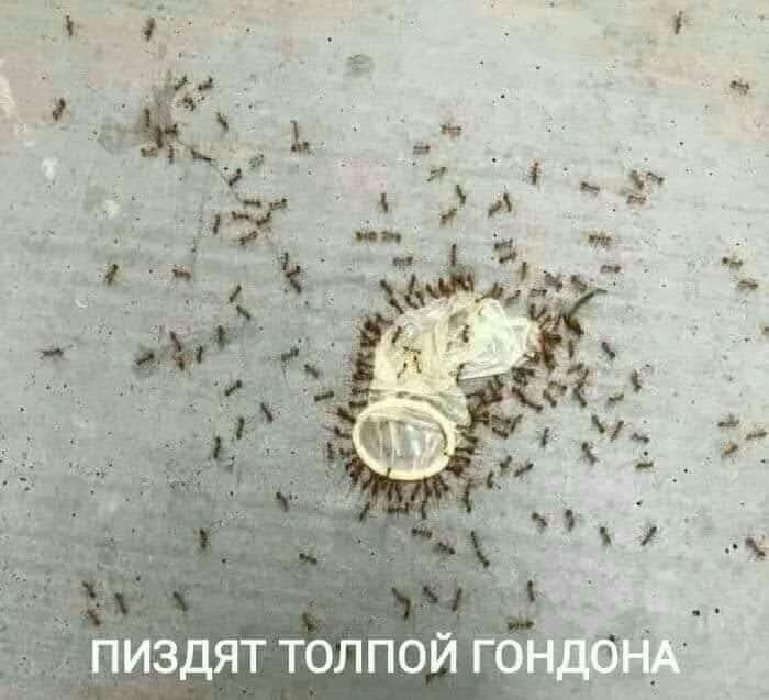 картинка 2f22ac5bd9 tolko dlja vzroslyh novyj sbornik memov s chernym jumorom 9