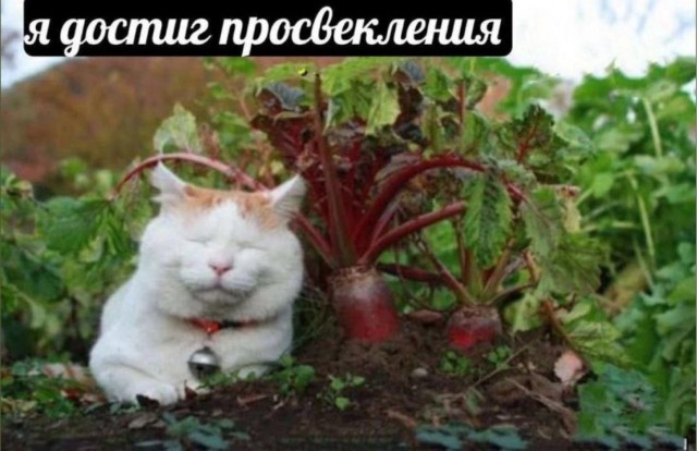 Маленькая пятница – время для смеха и отдыха! 🥳 Середина, приколов, выходные, улыбайтесь, Смотрите, делах, забыть, расслабиться, помогут, которые, свежих, недели, самых, сборник, новый, Представляем, исправить, знаем, утомительной, может