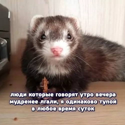 картинка 4944a7629e 20775703