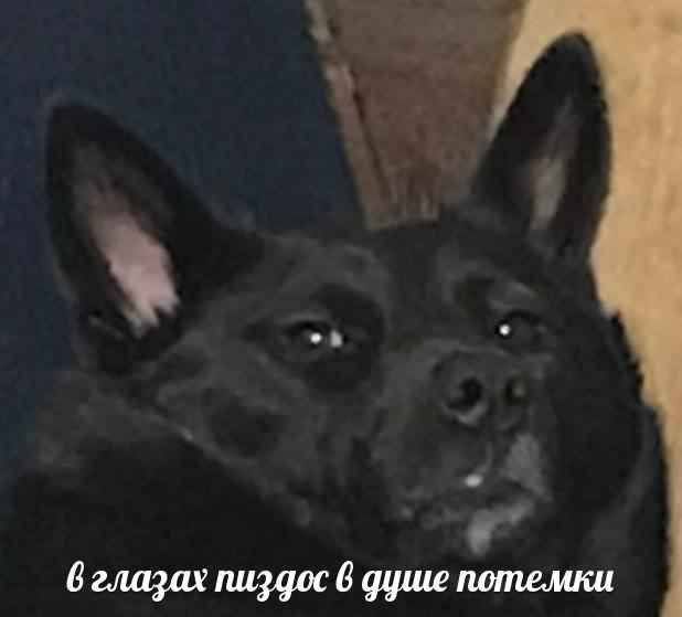 картинка 4ca08eb8bd vstrechajte vasha porcija pozitiva uzhe zdes 6