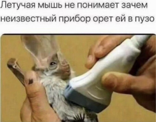 картинка 4d437360a9 20833256