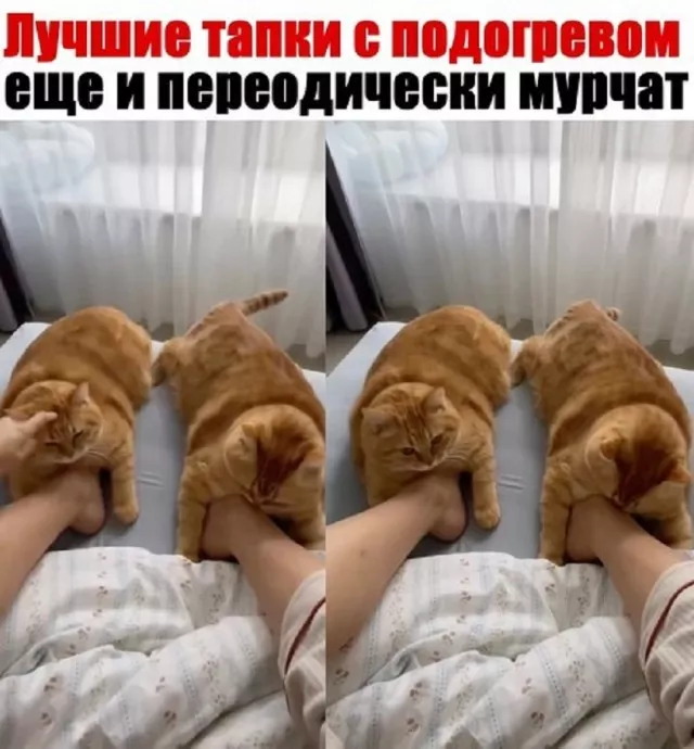 картинка 5d8def6ebd 20773384