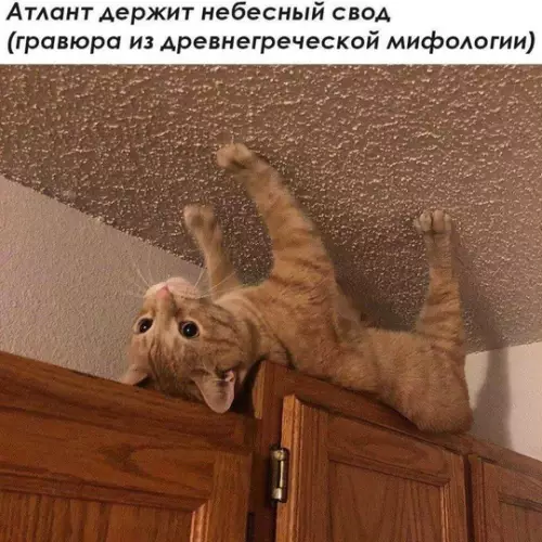 картинка 62b61b7a8e 20832835