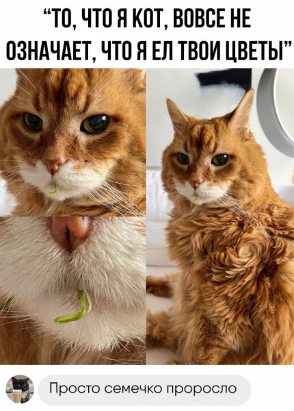 Готовьтесь смеяться до слез! Мы собрали для вас самую убойную подборку мемов и комментариев из социальных сетей! самые, которые, чтобы, улыбка, остроумные, просмотра, лицаПриготовьтесь, сойдет, подборки, Забудьте, после, смеха, обещаем, позитива, порция, наблюденияГарантированная, гениальные, взрыву, делитесь, Листайте