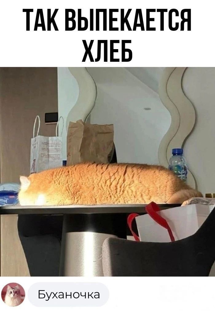 картинка 6e04815807 smotrite luchshie memy i kommentarii kotorye zarjadjat pozitivom 13