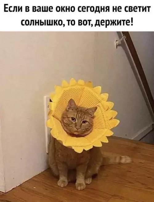 картинка 866b5ac7b1 20775263