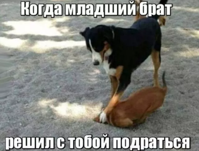 картинка 89d95752d3 20775066