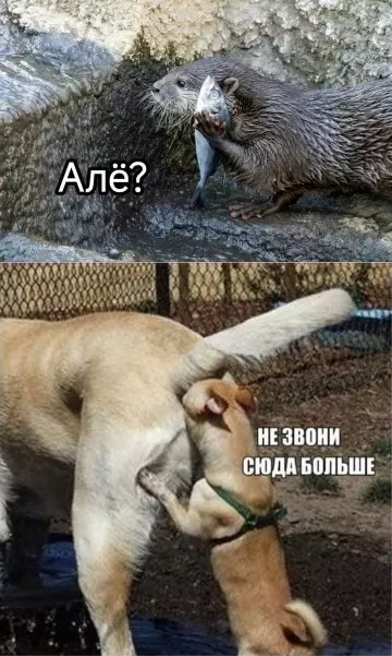 картинка 8cd0e44883 chernyj jumor v memah dlja teh kto ne boitsja smejatsja nad tem nad chem ne polozheno 6