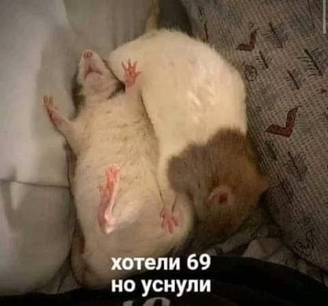 картинка 8f7b2a6528 ubojnaja podborka memov i kartinok s nadpisjami 15