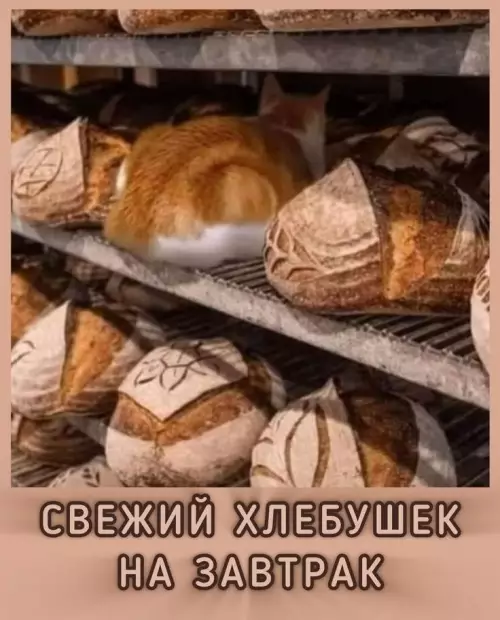 картинка 910543f098 20832886