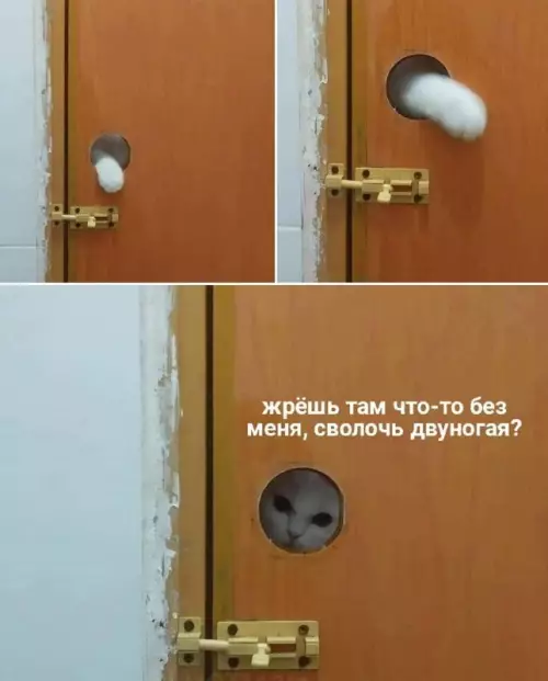 картинка 9b49424a78 20775029