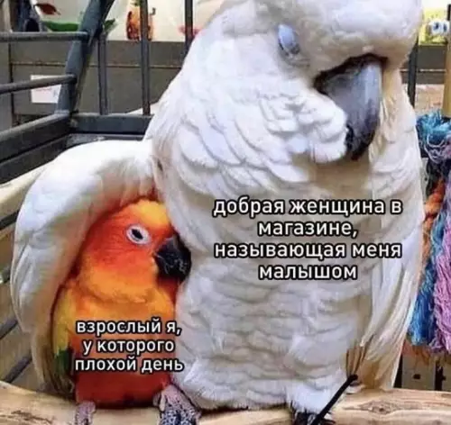 картинка 9fc4f7dccc nakonec to pjatnica grandioznyj sbornik prikolov 9