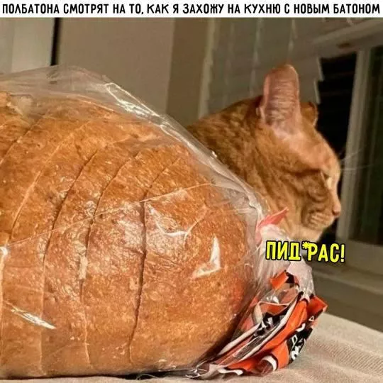 картинка a02ca5bdc1 20777446