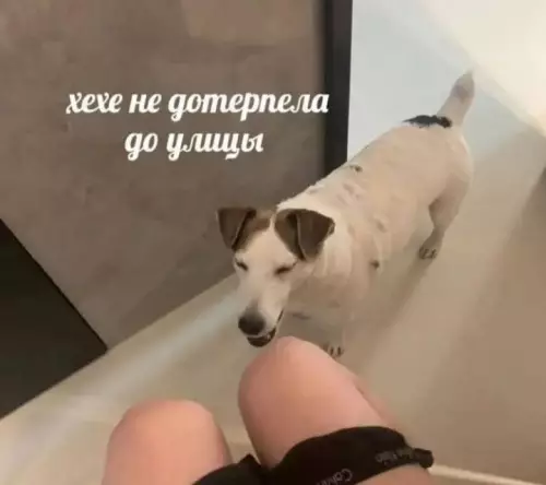 картинка a3be778b2a 20832879