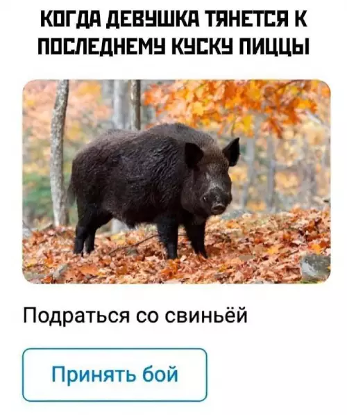 картинка a6637ff79f 20775706