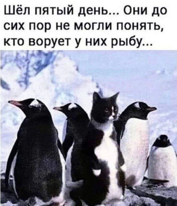 картинка b3bfa53704 utro nachinaetsja ne s kofe a s porcii otbornogo jumora 7