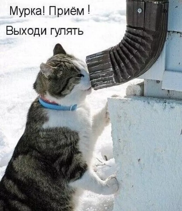 картинка b3d97e2b81 20773390