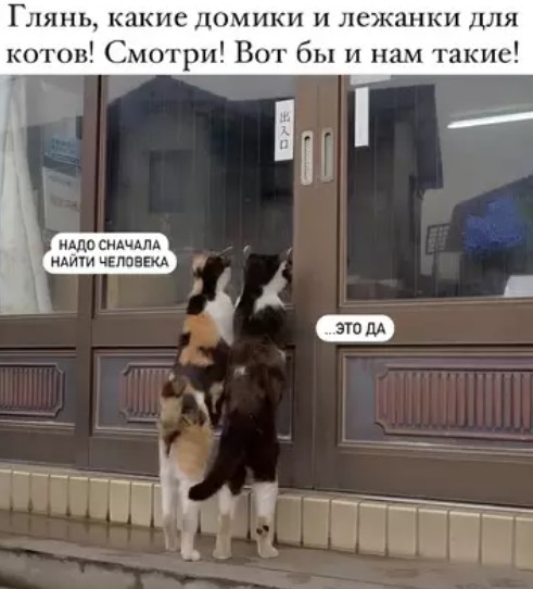 картинка b5b364cd58 utro nachinaetsja s ulybki luchshie memy chtoby zarjaditsja pozitivom 8