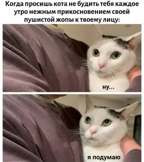 картинка bb440ced89 1773375014