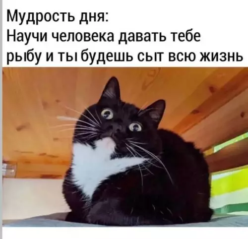 картинка bd388cf177 20832899