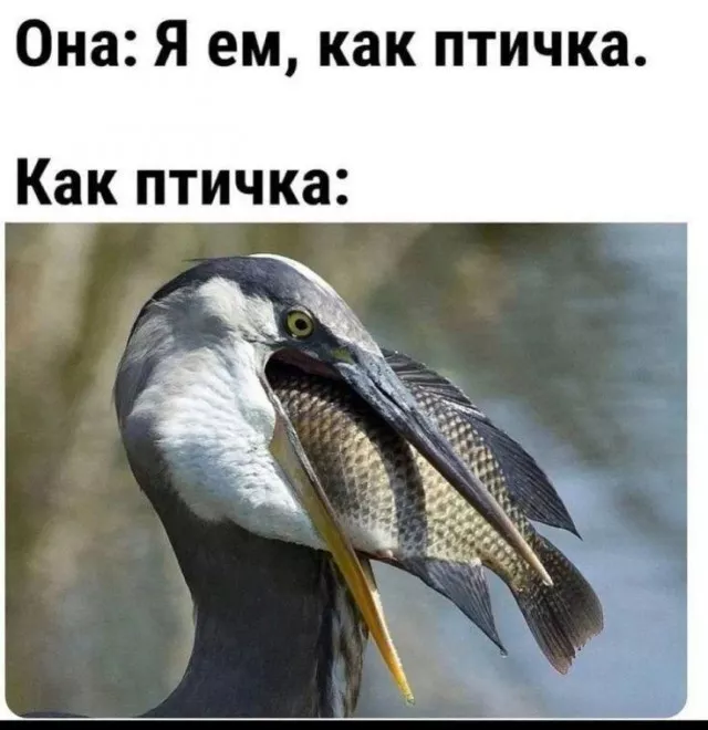 картинка c2825279aa 20777493