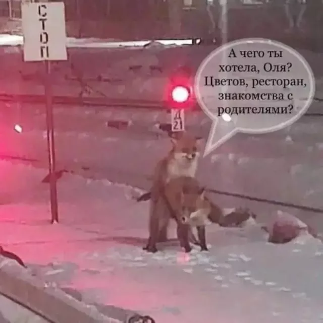 картинка c6045351d3 20773423