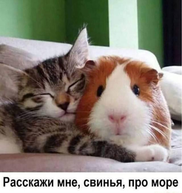 картинка cb1d70a46b 20795837