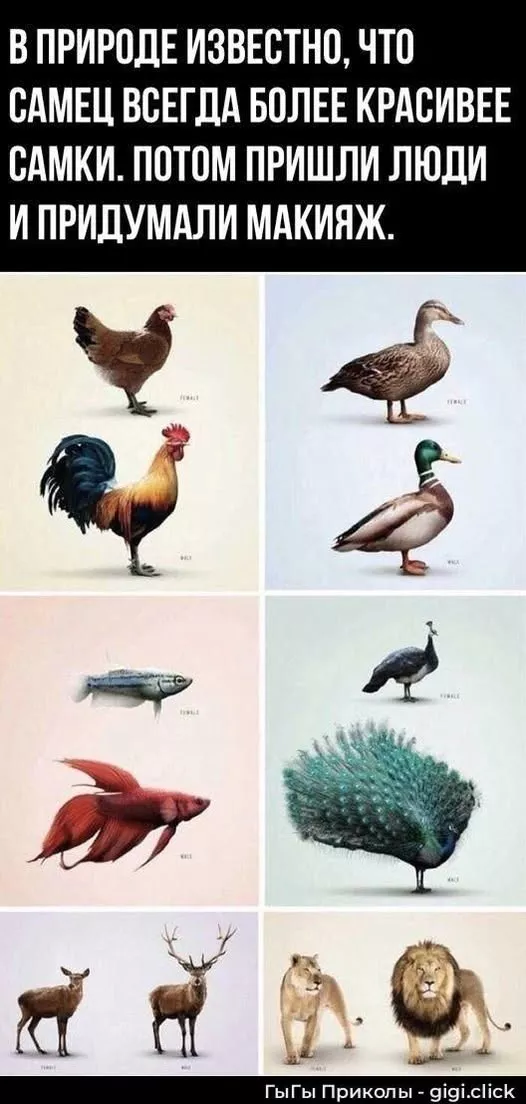 картинка d293463e35 20777701