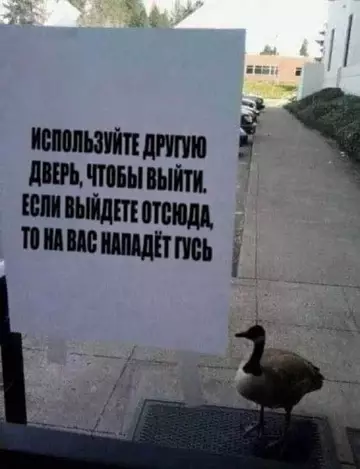 картинка e77077f5a9 20775264