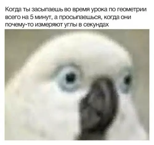 картинка e83a78ff54 20832895