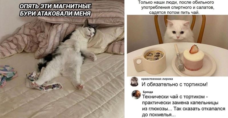 Ваш личный сборник позитива: мемы, картинки и комментарии!