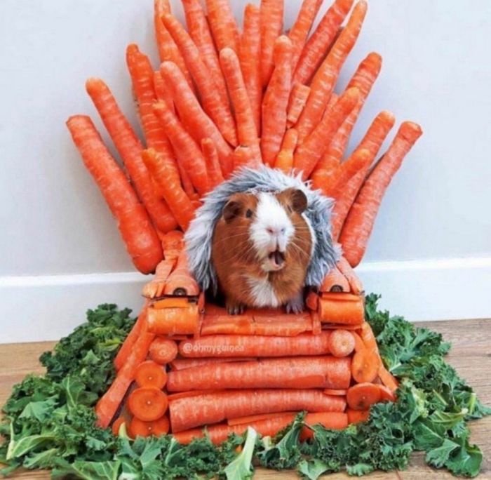 картинка 04639b80db lovite pozitivchik podborka svezhih shutok i memov dlja vashej malenkoj pjatnicy 15