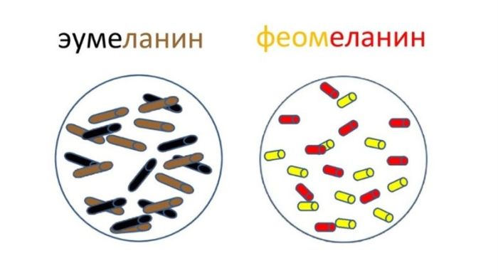 картинка 24ba9d7d72 pochemu ljudi ne rozhdajutsja s sinimi ili zelenymi volosami 2